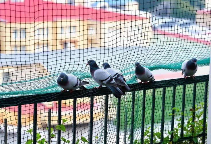 Pigeon Safety Nets